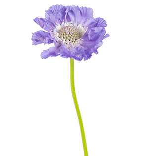 Scabiosa