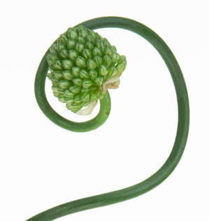 Allium - Snake