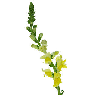 Snapdragon