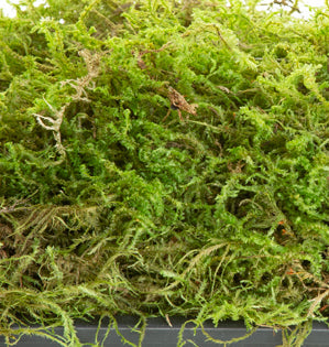 Sphagnum Moss