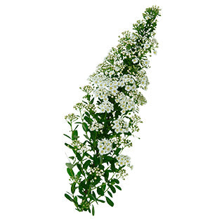 Spirea - Bridal Wreath