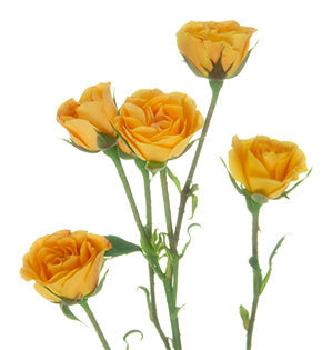 Rose Spray