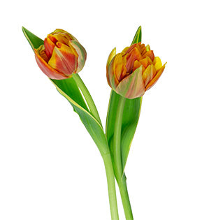 Tulip - Double-Rounded