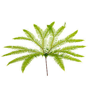 Umbrella Fern