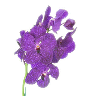 Vanda Orchid
