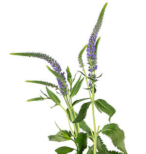 Veronica