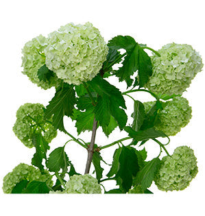 Viburnum