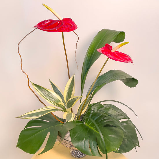 A dynamic design made with anthurium, lily grass, monstera leaves, aspidistra, dracena, and curly willow.
