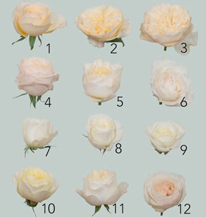Sampling of 12 white roses from GardenRosesDirect.com